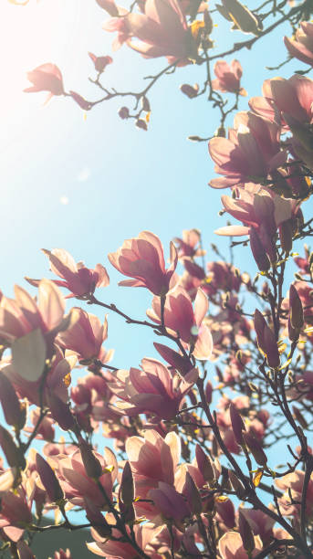 istock Pink Tulips With Sunlight In The Spring 2199834231
