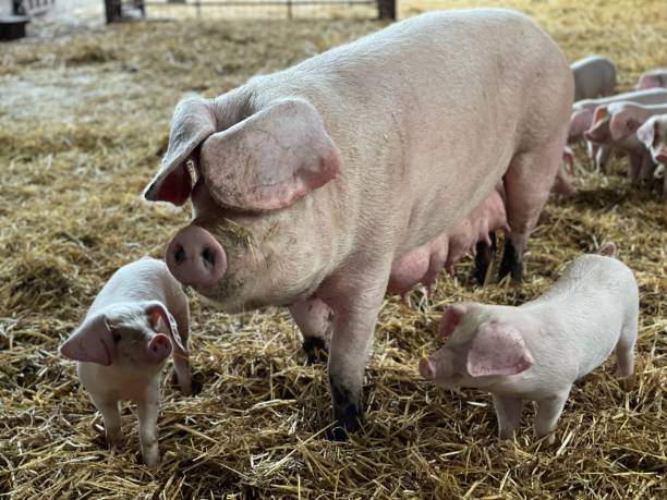 istock British Lop sow with her piglets 2199834751