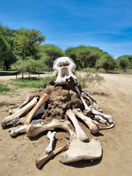istock A Unique Display of Animal Bones Found in a Natural Setting That Captivates the Eyes Tarangire National Park Tanzania Africa 2199836823
