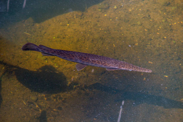 istock Florida Gar (Lepisosteus platyrhincus) Swimming in Pond 2199836977