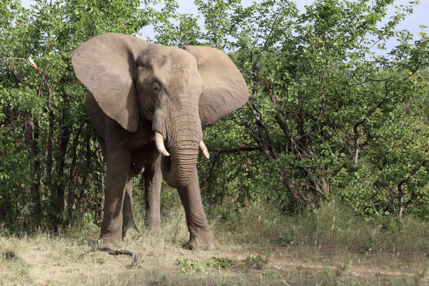 istock Afrikanischer Elefant / African elephant / Loxodonta africana 2199838288