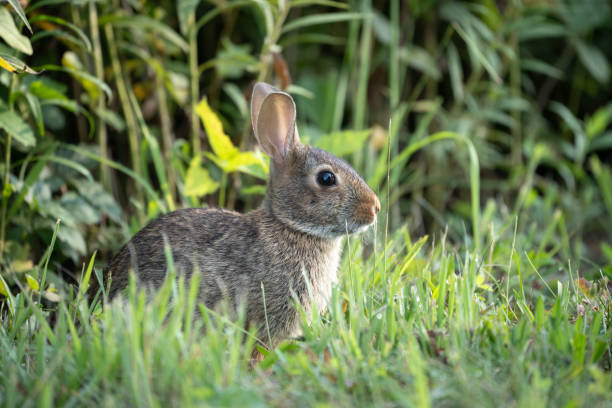 istock Alert Cottontail Rabbit in Lush Green Grass 2199839578