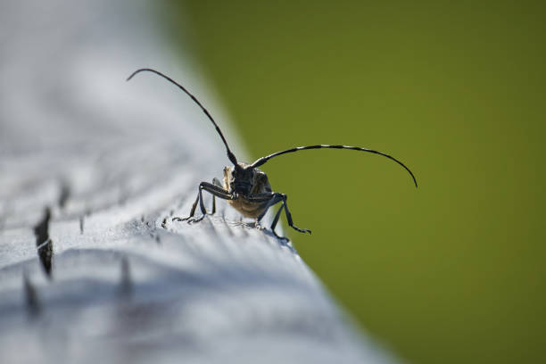 Close-up macro image of an insect with antennae exploring a surface, highlighting its texture and the natural outdoor environment, with a vibrant green background capturing a moment of nature's detail.