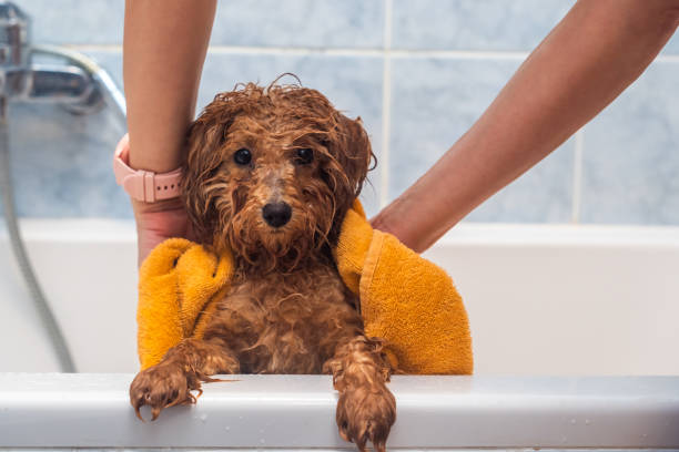 istock Wet Dog Wrapped in Yellow Towel After Bath 2199840521