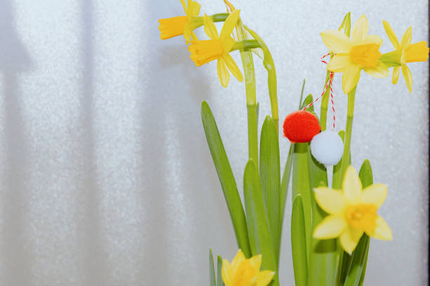One fluffy red-and-white martisor hangs tied up on blossoming yellow daffodils on the right on a white background with copy space on the left, side view close-up. Concept of Romanian culture and traditions, spring festival.