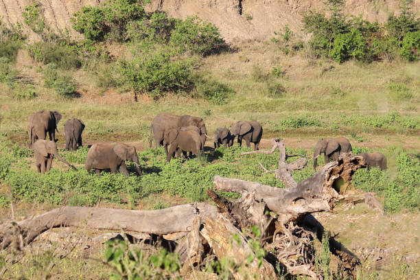 istock Afrikanischer Elefant im Shingwedzi River/ African elephant in Shingwedzi River / Loxodonta africana 2199842012