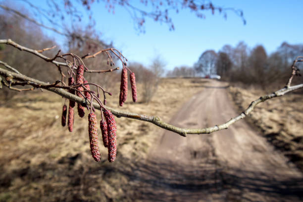 branch with latticework in foreground, with dirt road and trees in sunny background.