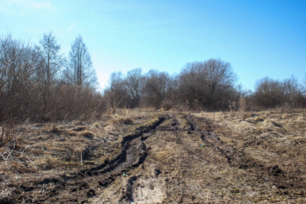 a mud-tracked road surrounded by trees and bushes under a clear blue sky.
