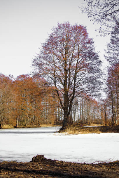 a tree by frozen water under a clear blue sky, perhaps in a winter or early spring landscape