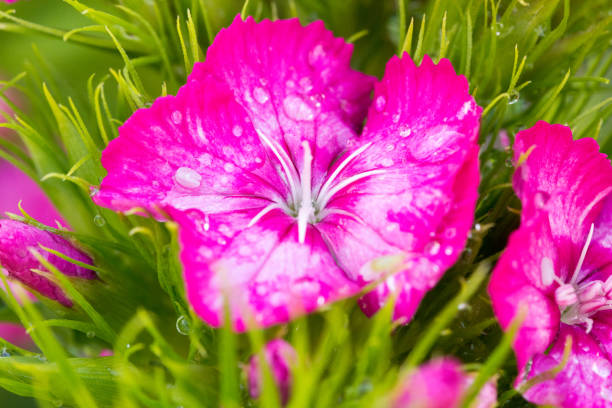 A closeup view of dianthus flowers with a covering of dewdrops
