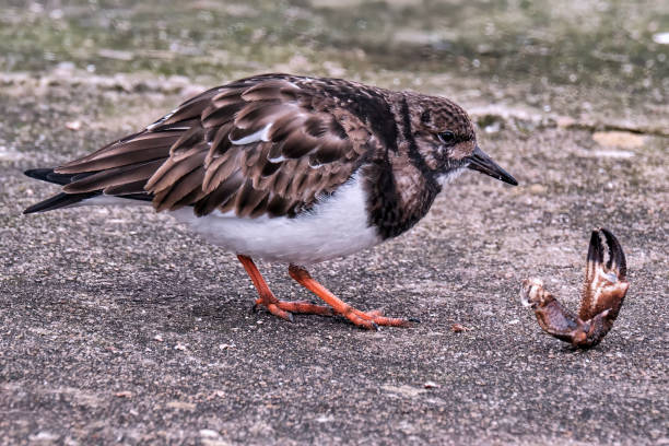 Free picture: ruddy, turnstone, nest