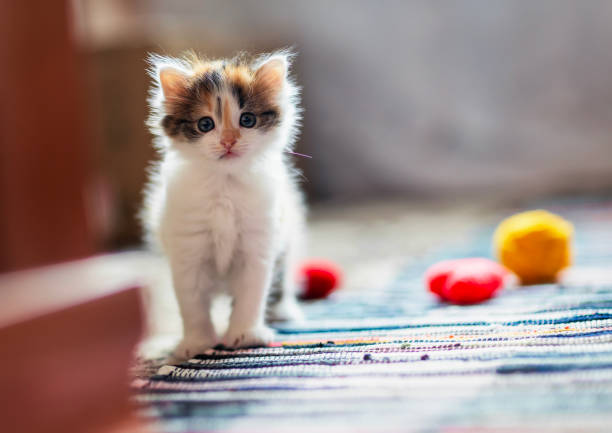 a tiny kitten is shown sleeping deeply on a plaid-patterned fabric, its face completely relaxed and framed by its soft paws raised adorably beside its head. The kitten’s closed eyes, slightly parted mouth, and delicate whiskers give an impression of total comfort and innocence, while the warm tones of its fur contrast gently with the colorful background. The overall scene captures a pure and heart-melting moment of a kitten enjoying a peaceful nap.