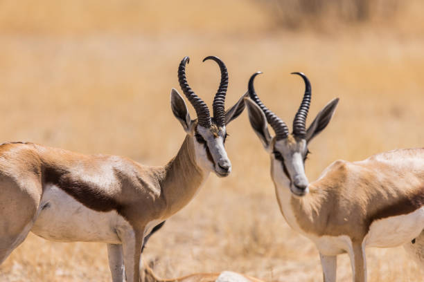 istock Two springbok in Etosha National Park 2199846180