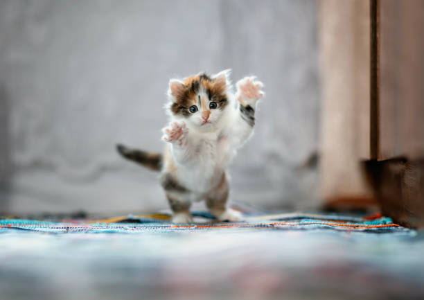 fluffy white siberian kitten playing jumping up on gray background with copy space