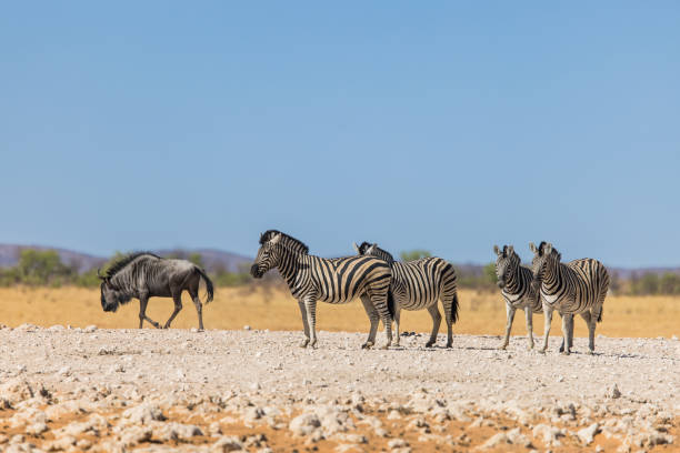 istock Zebras in Etosha National Park 2199846191