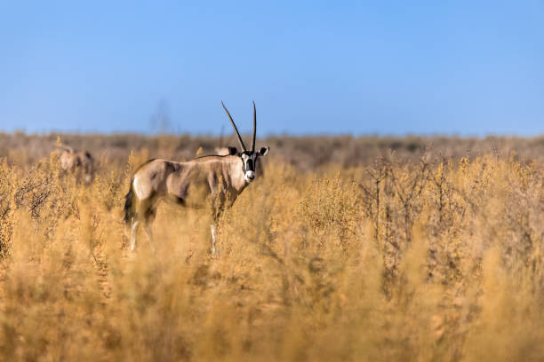 typically capture these elegant and agile antelopes in their natural habitat. Impalas are known for their sleek, reddish-brown coats and graceful build. In the images, they may be seen standing alert with their large ears listening for sounds, or leaping swiftly across the savannah to escape predators.