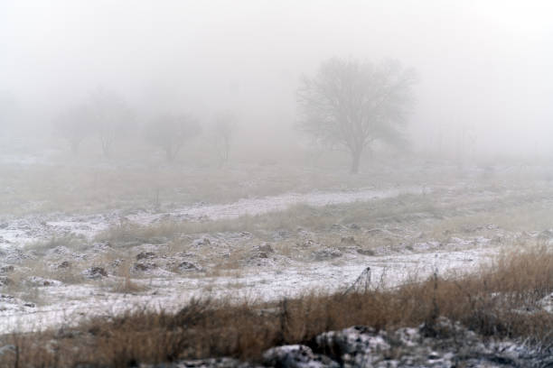 A tree in dense fog in nature