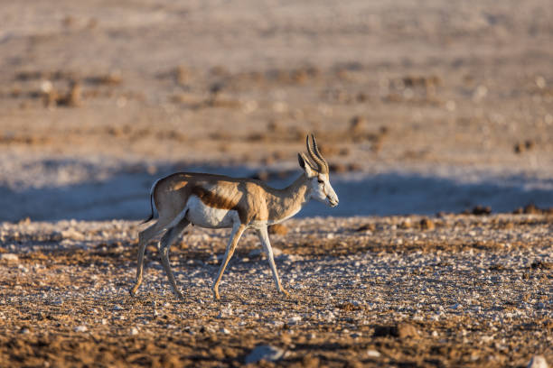 istock Springbok in Etosha National Park 2199846457
