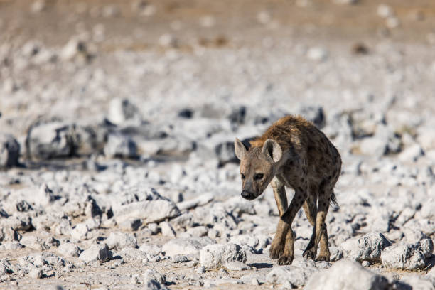 Spotted hyena scavenging for food