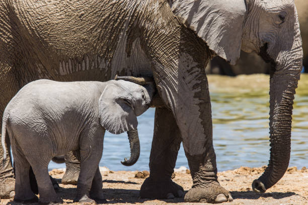 African elephant calf in Etosha National Park drinking milk from the mother
