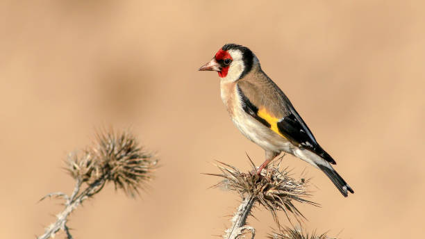 istock European Goldfinch perching on a branch 2199846856