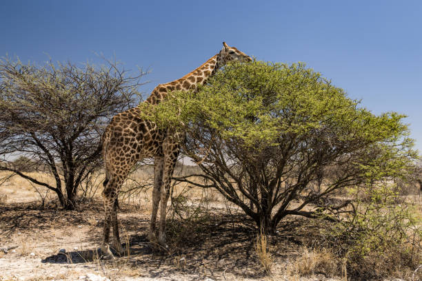 Giraffe eating leaves from the top of a tree