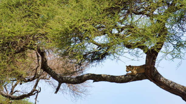 istock A beautiful Leopard is Resting on a Branch amidst a stunning Nature Landscape and scenery 2199848144