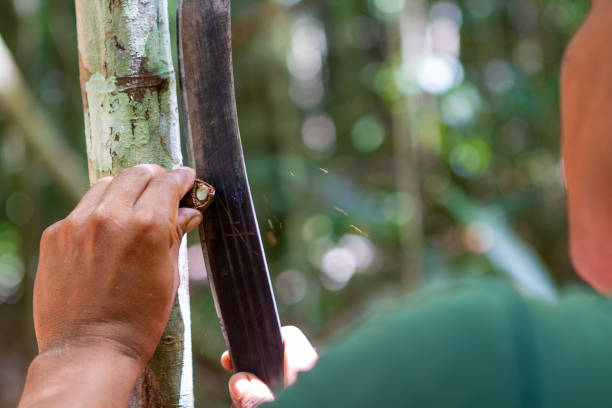 istock A man uses a machete to open a Brazil nut against a tree trunk in the tropical rainforest 2199848264