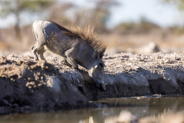 Warthog drinking water from a waterhole in Etosha
