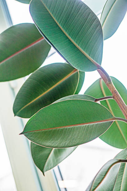 istock large ficus leaves on a light background. Growing ficus 2199849545