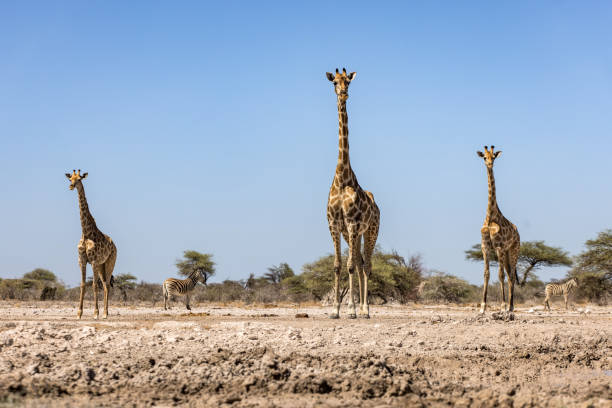 istock Giraffes in Etosha National Park 2199850403