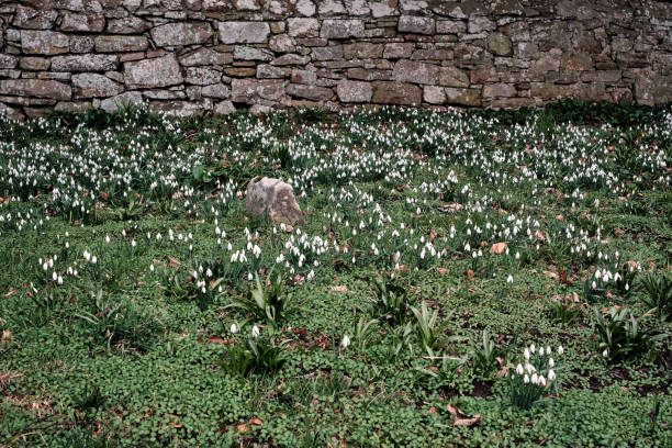 istock Snowdrops, Heralds of spring, 2199850857