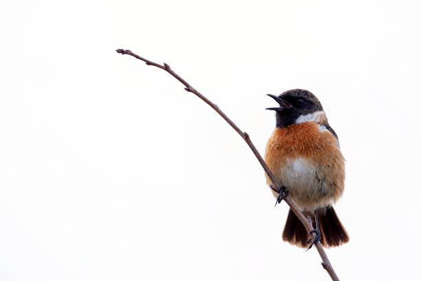 istock Male european stonechat perched on a branch on white background. 2199851008