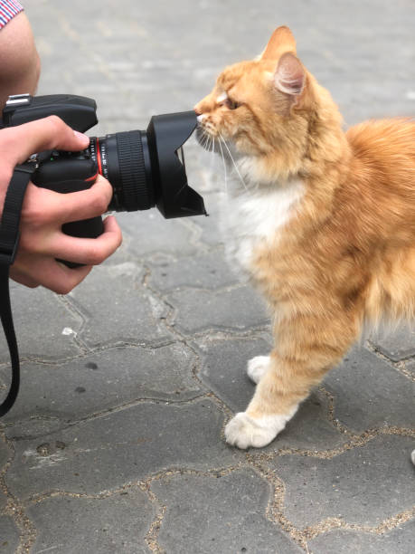 istock Ginger cat plays with a camera and a photographer in a park 2199851044