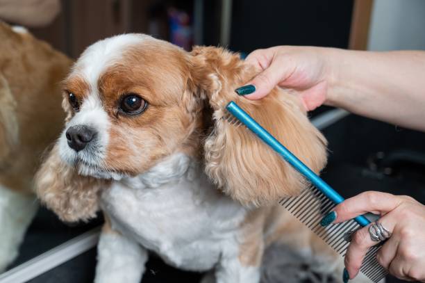 istock Groomer combing Cavalier King Charles Spaniel in grooming salon. 2199854069