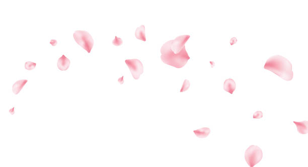 istock Sakura petal background. Spring blossom banner. 8 March card. Pink rose composition. Flower flying design. Beauty Spa product frame. Valentine romantic border. Women Day. Vector illustration 2199854151