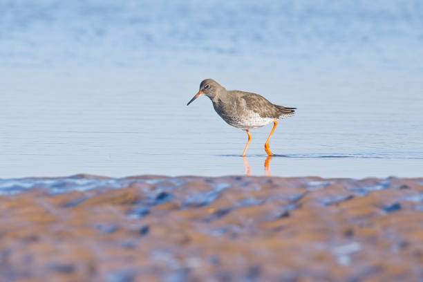 Common Redshank wading in water