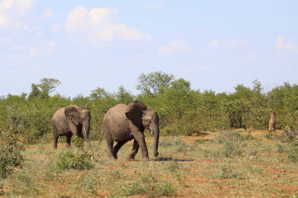 istock Afrikanischer Elefant / African elephant / Loxodonta africana 2199855235