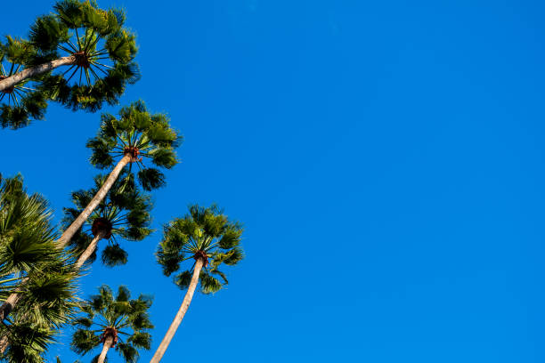 lush palms against clear blue sky - tropical vacation photo with copy space