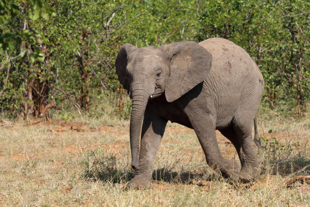 istock Afrikanischer Elefant / African elephant / Loxodonta africana 2199856121