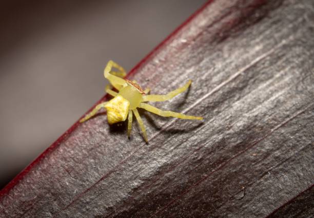 istock Close-up of a Small Yellow Crab Spider (Thomisus Onustus) on a Textured Leaf Surface 2199856654