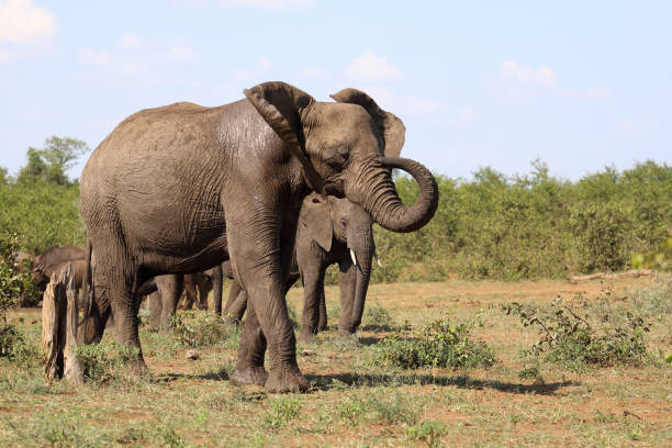 istock Afrikanischer Elefant / African elephant / Loxodonta africana 2199857696