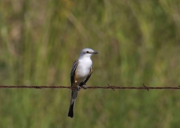 istock Scissor-tailed Flycatcher (tyrannus forficatus) perched on a barbed wire fence 2199858106