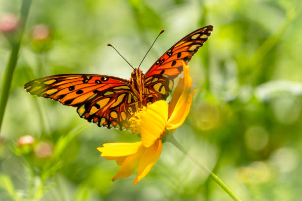 istock Closeup - Gulf Fritillary 2199858979