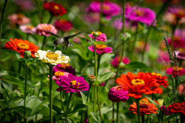 Female Ruby-throat Hummingbird feeding on the Zinnia's
