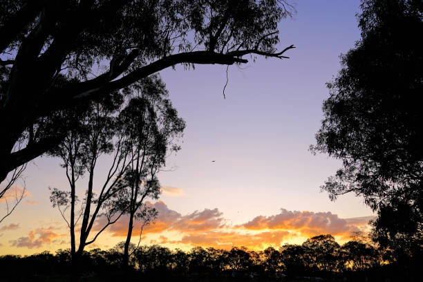 The Baranduda Hume sunset is a breathtaking sight, where the sky transforms into a vibrant canvas of warm hues—golden yellows, deep oranges, and soft pinks—reflecting over the tranquil landscape. Nestled near the Hume Weir in Victoria, Australia, the view captures the serene beauty of the countryside, with rolling hills and calm waters creating a peaceful, picturesque scene. It's a perfect moment to unwind and appreciate nature's artistry.