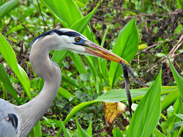 istock Great Blue Heron (Ardea herodias) - catching a water snake 2199862495