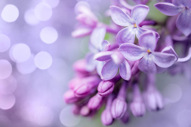 istock Lilac blossom close-up with bokeh lights 2199866107