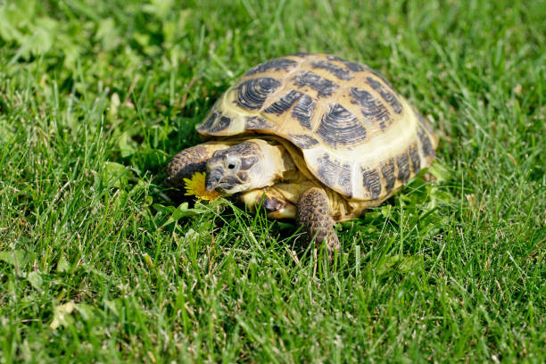istock Russian Tortoise on the green grass eating a dandelion 2199866133