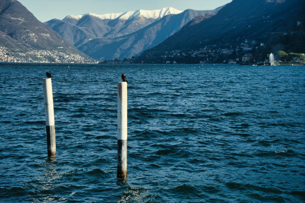 Birds resting on a dock on Lake Como on a sunny winter day with snow-capped mountains